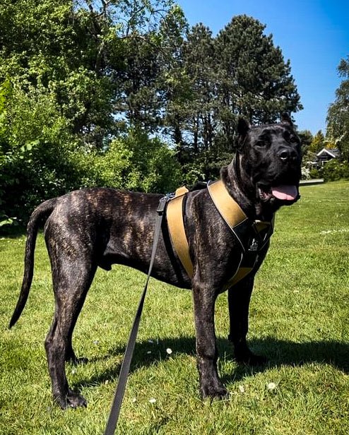 BESTIA DOG SPORT GripPro Heavy Duty Harness - Classy Cajuns