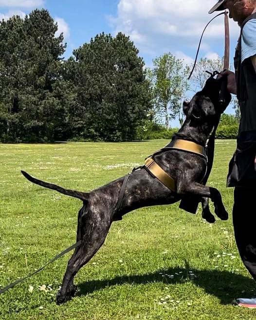 BESTIA DOG SPORT GripPro Heavy Duty Harness - Classy Cajuns