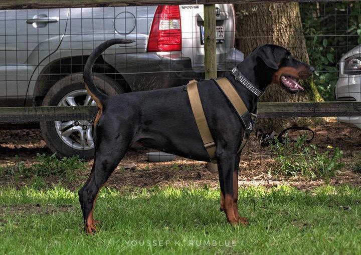 BESTIA DOG SPORT GripPro Heavy Duty Harness - Classy Cajuns