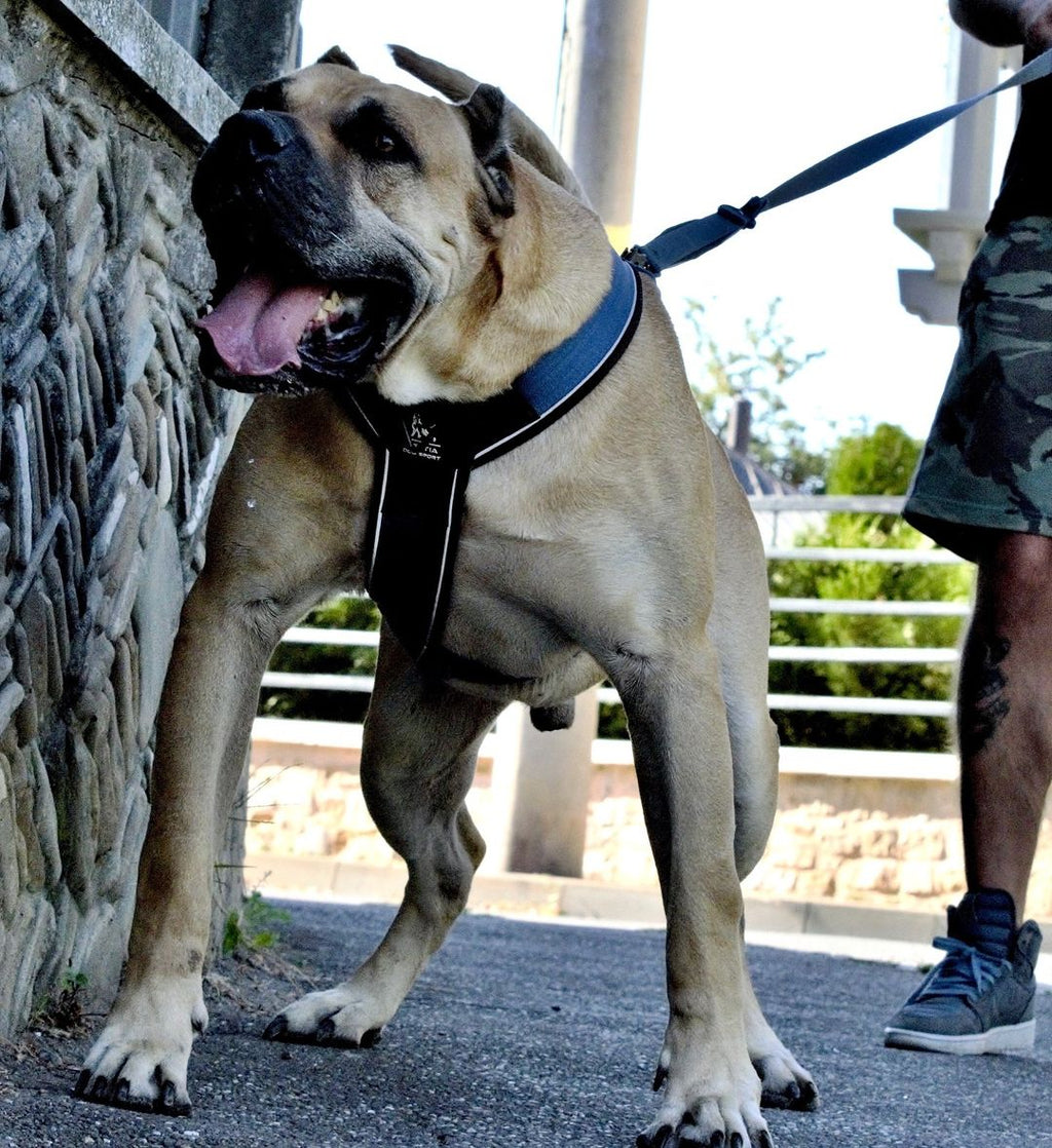 BESTIA DOG SPORT GripPro Heavy Duty Harness - Classy Cajuns