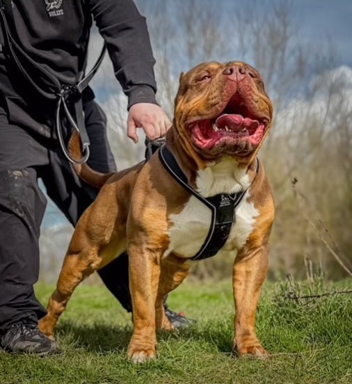 BESTIA DOG SPORT GripPro Heavy Duty Harness - Classy Cajuns
